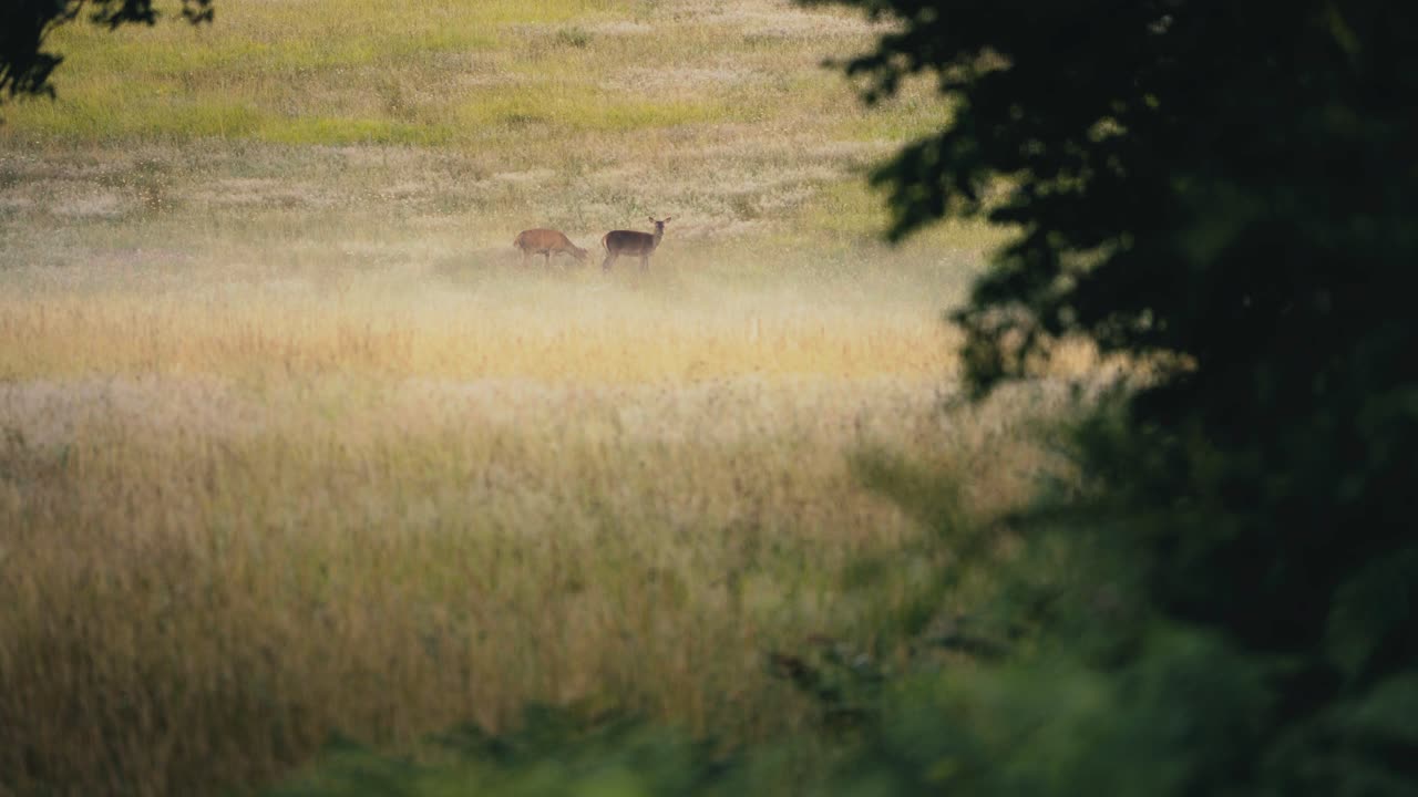 The deer are playing and moving in the distance within a grassy field