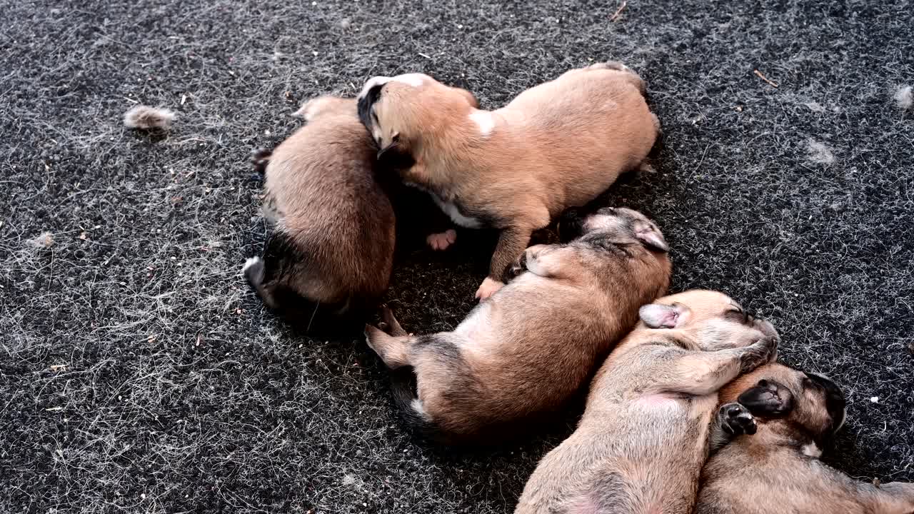 grupo de cachorros recién nacidos que duermen solos