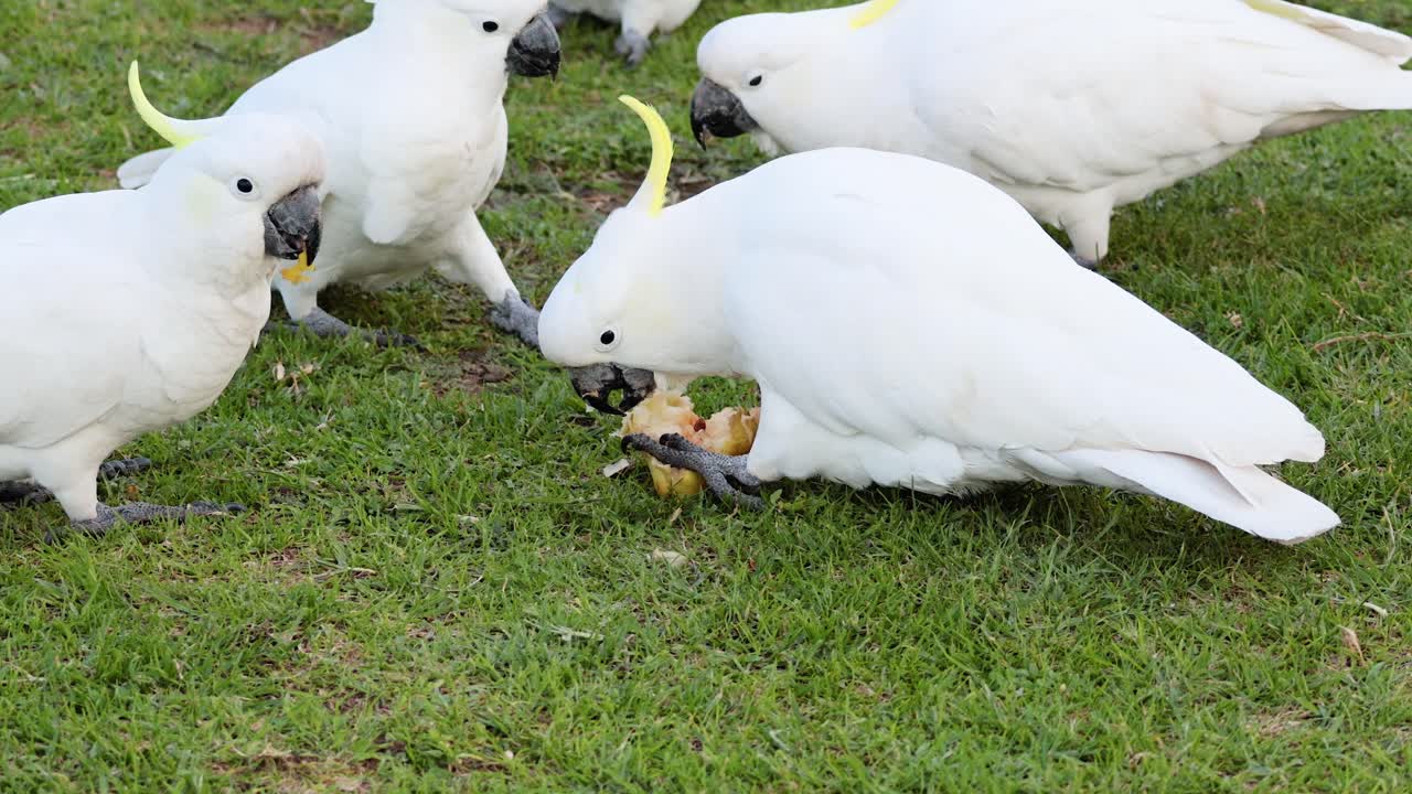 grupo de cacatúas comiendo en una zona de hierba