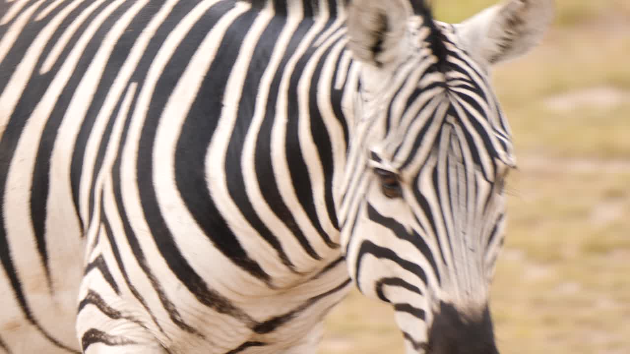 Close-up of a Zebra with Distinctive Stripes