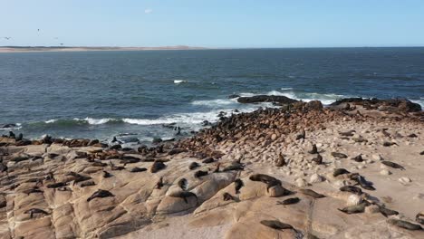 flock of seagulls and group of sea lions in cabo polonio: drone footage of dynamic wildlife