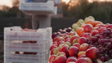 Farmer-puts-apples-from-drawers-on-the-counter-1