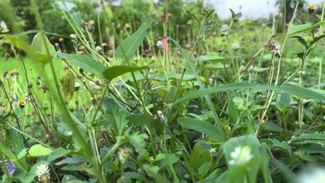 purple butterfly flying through green grass