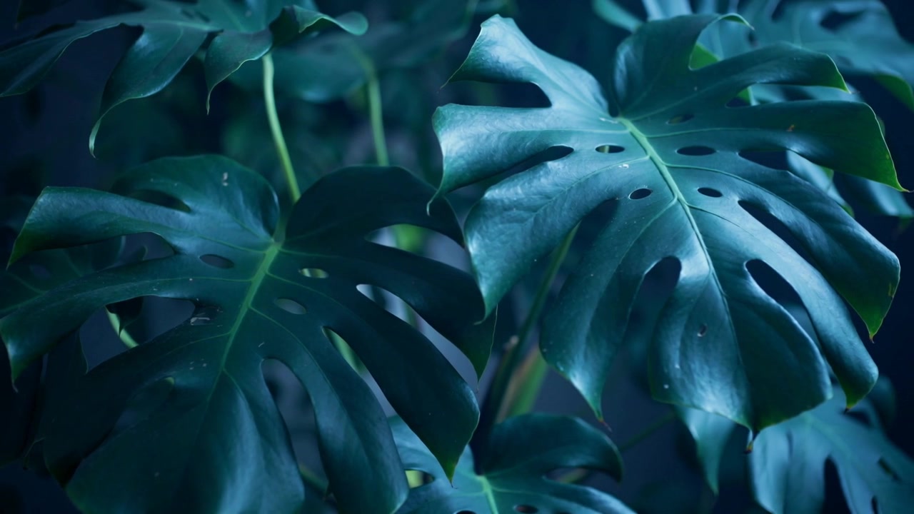 Foglie di Monstera che si spostano con la telecamera che si avvicina, in luce soffusa interna, rivelando le fenestrature.