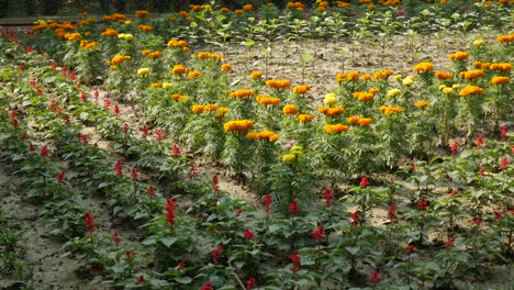 colorful flower garden with marigolds and salvia