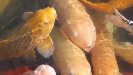 koi fish swarm and compete for food