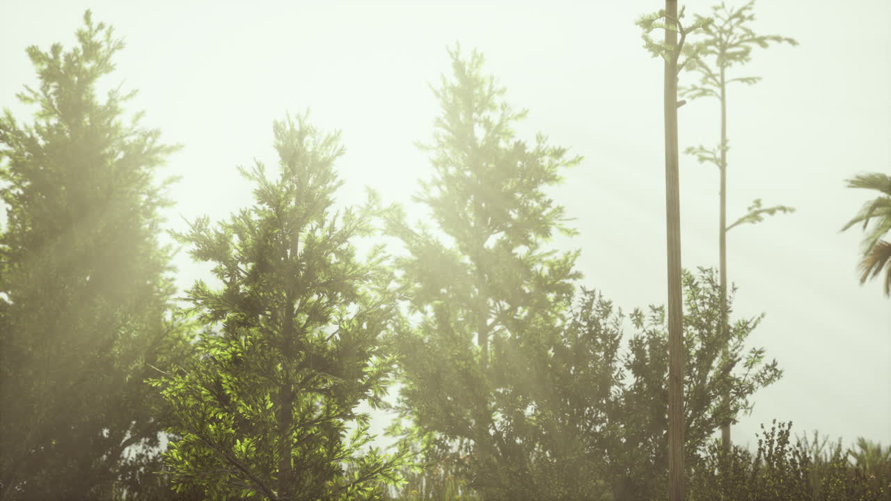 ⁇ 은 날 에 열대  ⁇ 나무 와 풀