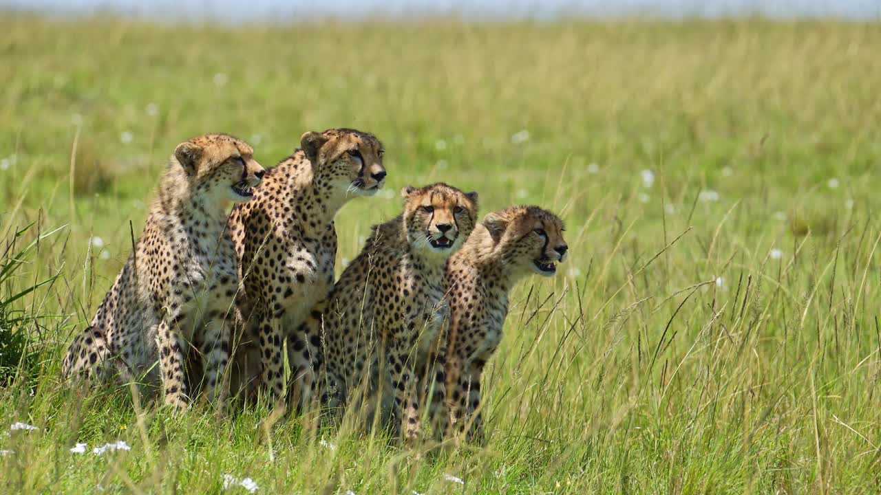 cámara lenta de la familia de guepardos en áfrica, madre y lindos cachorros jóvenes en masai mara, kenia, sentados en la larga hierba verde de las llanuras de la sabana paisaje, animales de safari de vida silvestre africana en masai mara kenia