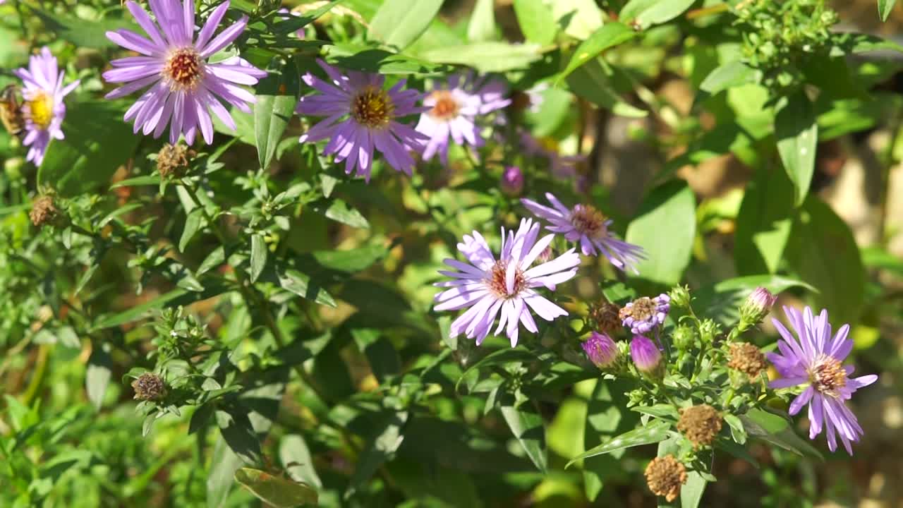 polinización de las flores