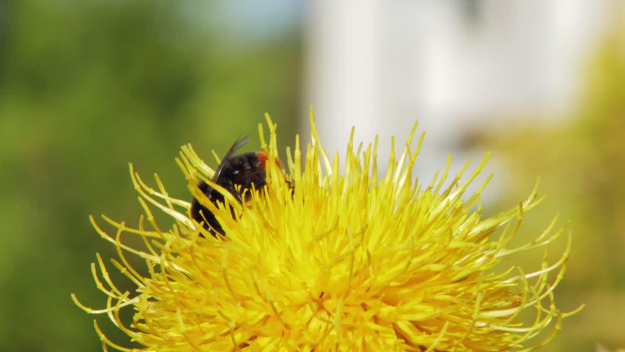 un primer plano macro de un abejorro en una flor amarilla en busca de comida