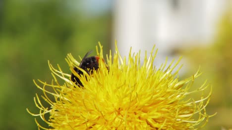 a macro close up shot of a bumble bee on a yellow flower searching for food