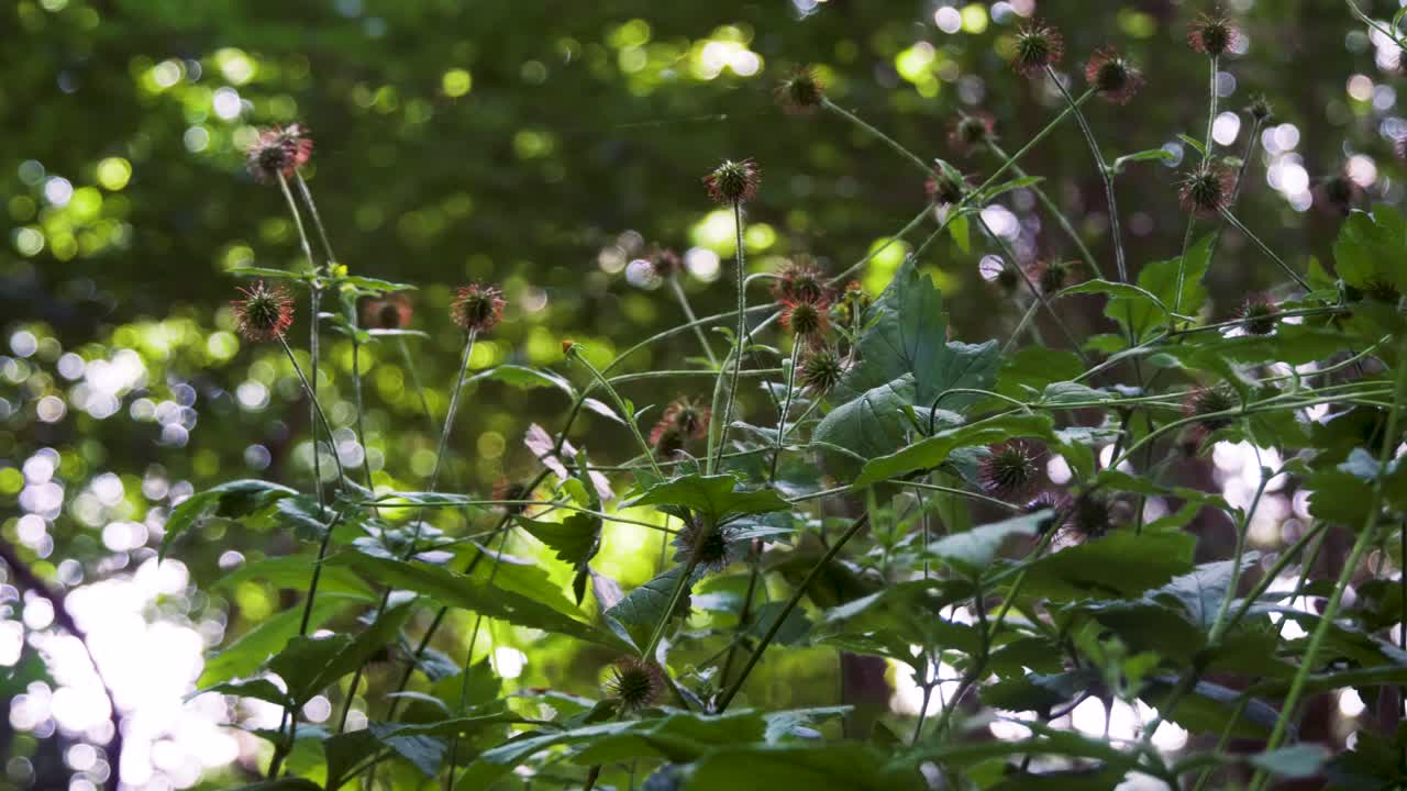 Colewort, Clove root, St. Benedict's herb, Avens, Nelkenwurz, Geum urbanum