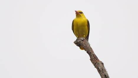 Gelbe-Mynah-Im-Baum-Und-Das-Finden-Und-Warten-Auf-Nahrung