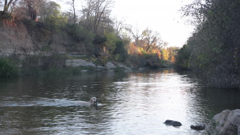 Wet-golden-retriever-dog-swimming-in-water-river-creek-with-ball-in-mouth-during-evening