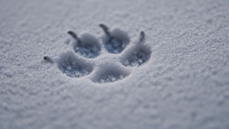 animal paw print in fresh snow