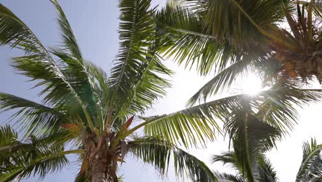 Palmeras-En-El-Viento-Con-Cielos-Soleados-En-Cuba-En-4k