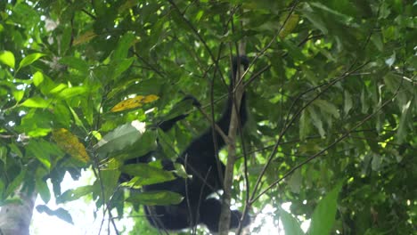gibones negros de sumatra, muy arbóreos, pasan la mayor parte del tiempo en los árboles