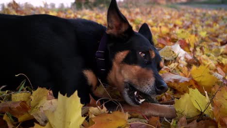 perro acostado sobre hojas de otoño y masticando un palo de madera