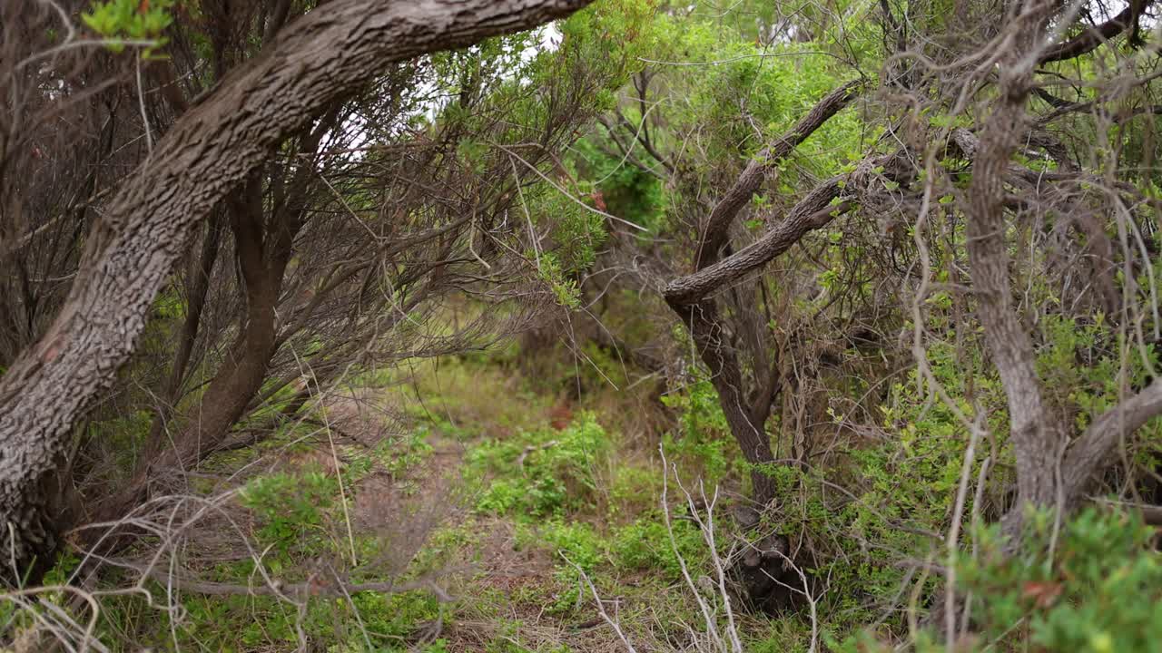 Passeggiata nella natura attraverso un sentiero tra fitti alberi del tè