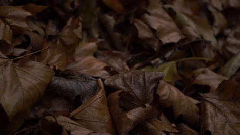 Wet-autumn-leaves-on-the-ground-after-rain-close-up-panning-shot