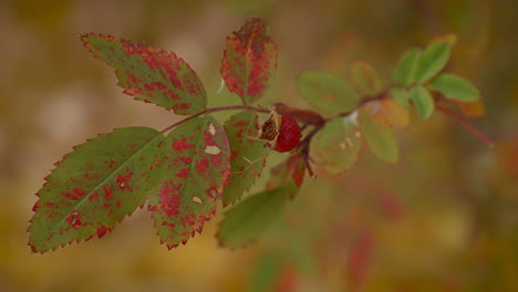 hojas cambiando de color en la temporada de otoño con fondo desenfocado