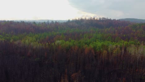 drone view of large area recovering from one of the biggest forest fires in the history of the province of quebec