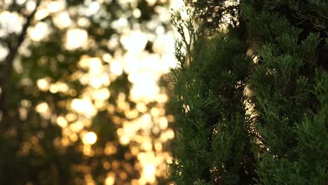 pan shot of cupressus macrocarpa tree at sunset, shallow dof