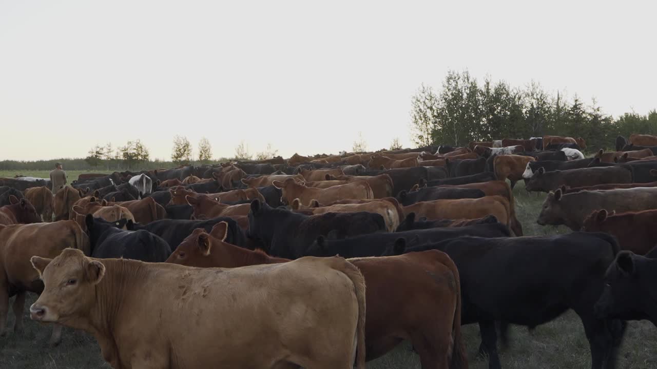 Una mandria di mucche che si muovono insieme in un campo in Alberta, Canada.