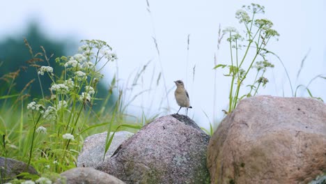 Junger-Steinschmätzer,-Der-In-Der-Nähe-Des-Nestes-Auf-Steinen-Sitzt