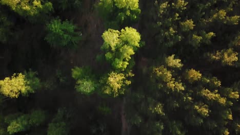 Imágenes-Aéreas-De-Un-Autobús-Conduciendo-Por-Un-Camino-Forestal