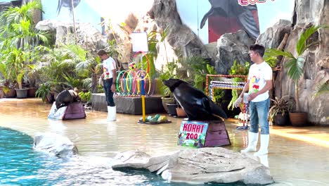 sea lion performs tricks with trainers