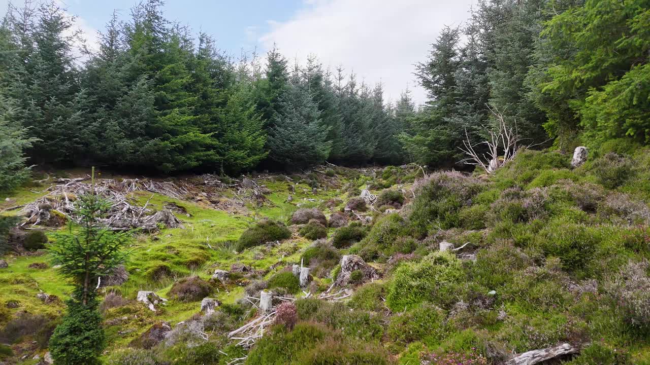 Camera moves slowly across a Sitka spruce forest edge, revealing tree stumps, logging debris, and lush green undergrowth under natural daylight in the Scottish Highlands