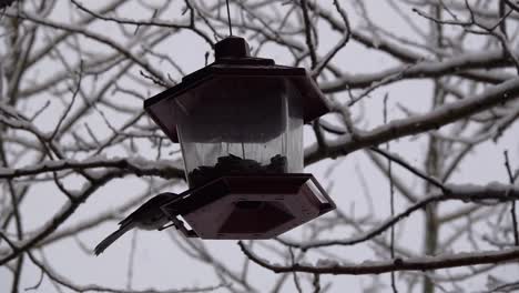 pájaro comiendo de un comedero para pájaros durante el invierno