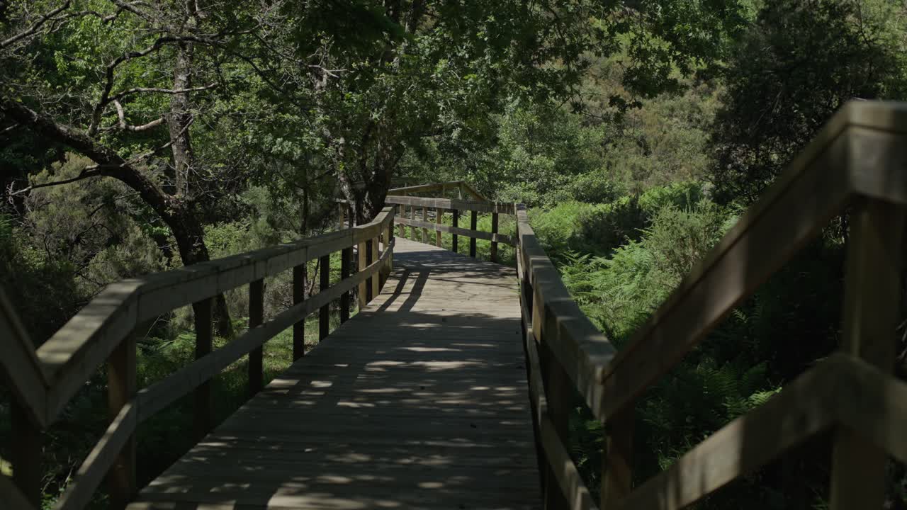 Passerella in legno attraverso la vegetazione forestale a Castanheira de Pera, Portogallo