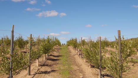 olive vineyard time lapse with clouds