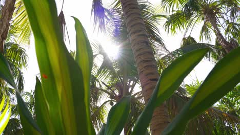 sun shine lens flare through beautiful tropical palm tree foliage.