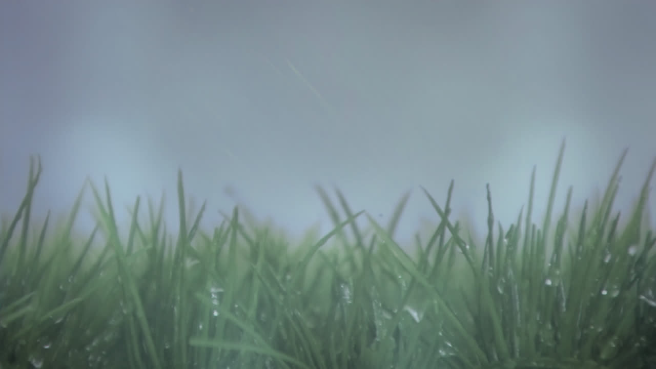 la hierba húmeda en un día de tormenta