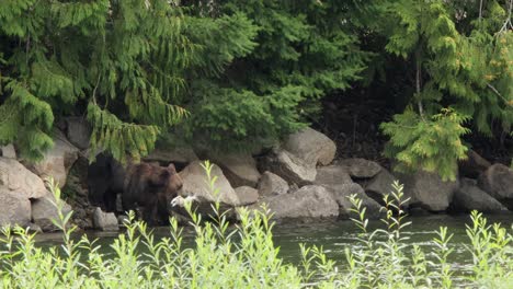 Grizzlybär-Zieht-Toten-Lachs-Aus-Fluss-Und