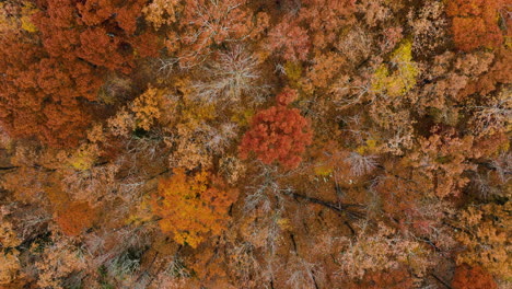 Vista-De-Arriba-Hacia-Abajo-Del-Exuberante-Bosque-Otoñal-En-El-Parque-Estatal-Devil&#39;s-Den,-Arkansas,-EE.UU.---Disparo-De-Un-Dron