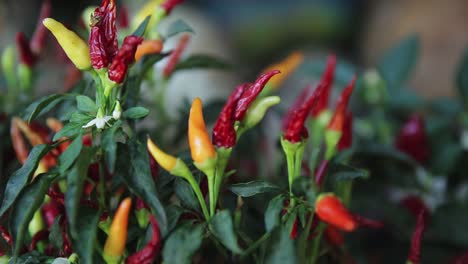 small peppers on a market in greece