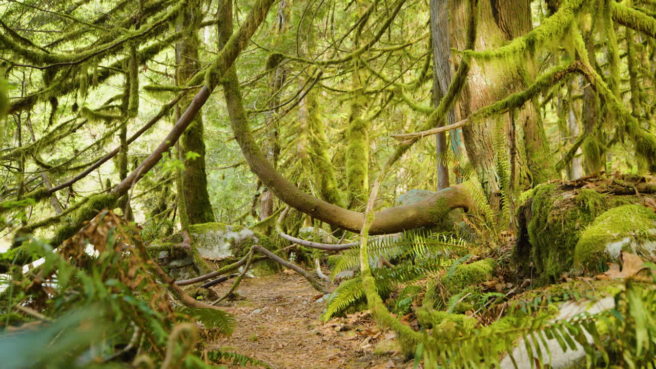 el bosque lluvioso cubierto de musgo en vancouver, canadá iluminado por la brillante luz del sol