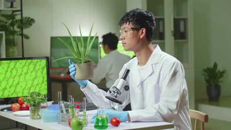 asian man researcher looking at aloe vera. scientist observing genetic mutation on plants, working in agriculture laboratory