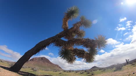 joshua tree in der mojave-wüste zeitraffer