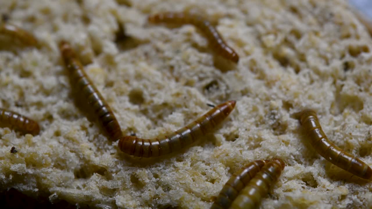 O Tenebrio é uma espécie de besouro Tenebrionidae usado para alimentar animais de estimação como peixes, cobras, pássaros e sapos.