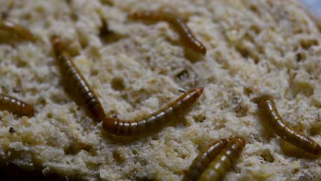 the mealworm is a species of darkling beetle used to feed pets like fish, snakes, birds, and frogs