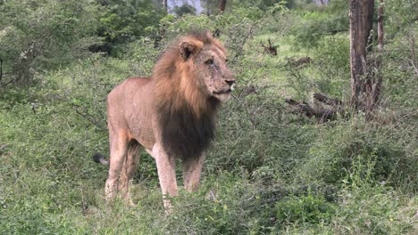 A-large-male,-scarred-lion-stands-in-the-bush-and-scans-the-area-for-danger