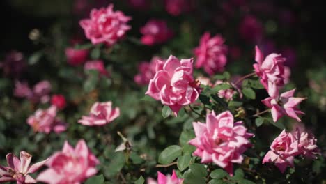 pink flowers on hot sunny summer day