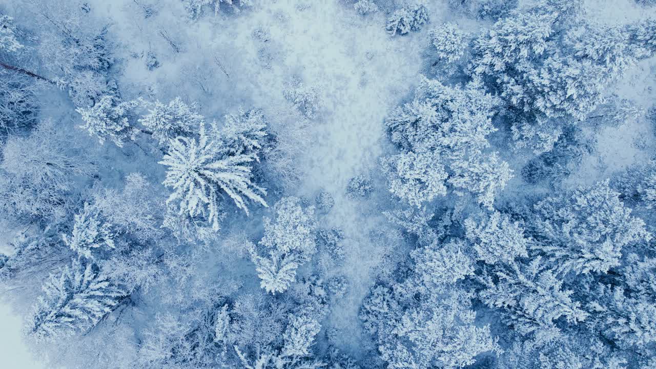 Bird's Eye View Of Snow Covered Forest In Winter - Drone Shot