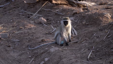 Mono-Vervet-Chlorocebus-Cámara-Lenta