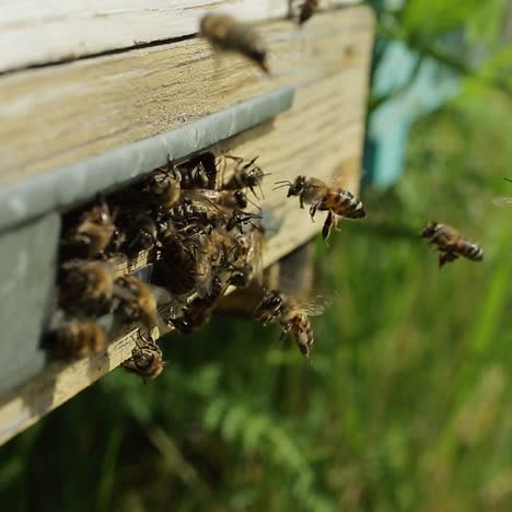bees on the entrance to the hive. bees crowding on the entrance to the hive during honey harvest